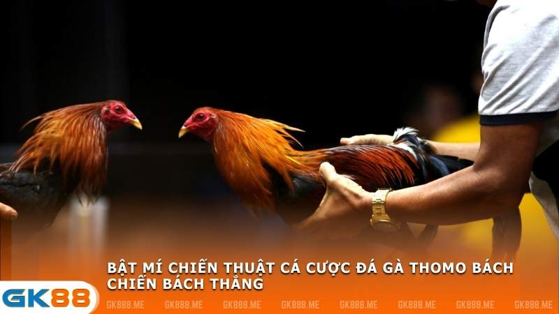 Chiến thuật cá cược đá gà Thomo bách chiến bách thắng