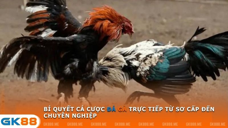 bí quyết cá cược đá gà