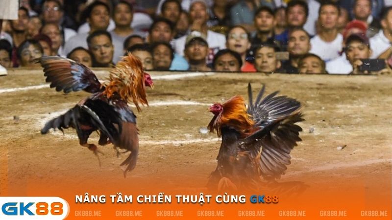 chiến thuật đá gà